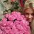 curinovalinae's profile image