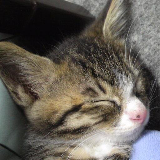 Simon_T3's profile picture. 気ままに思ったことをTweetしていきます。