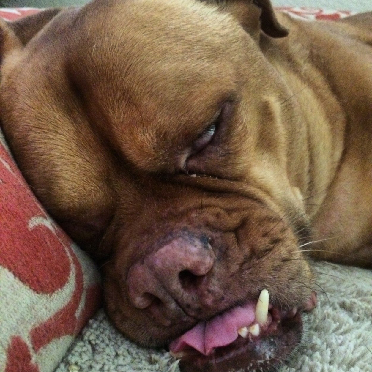 pabstMonkey's profile picture. 