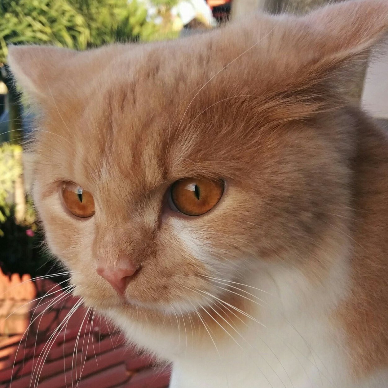 Hi My Name Is BöBø!
