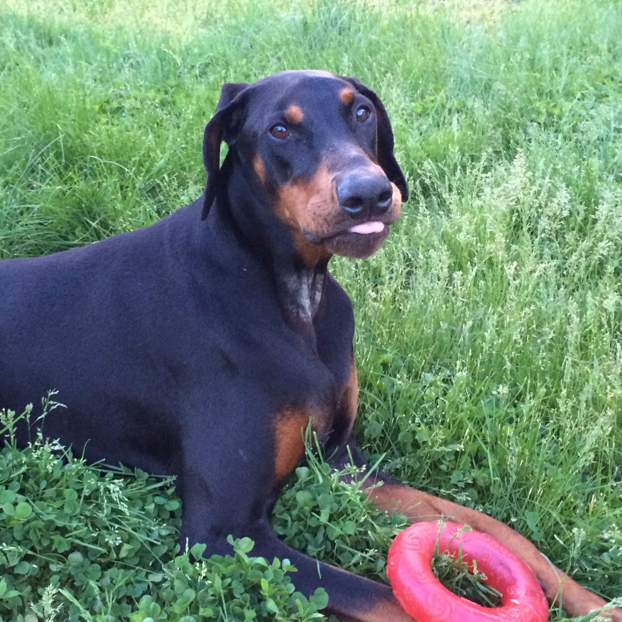 #OTRB Feb 2021 Doberman.Wallbanger. Manager of Puppy aka Clementine. Security enthusiast. Training mom & dad 24/7. #AdoptPets #RescuePets