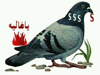 anablooshi's profile picture. 