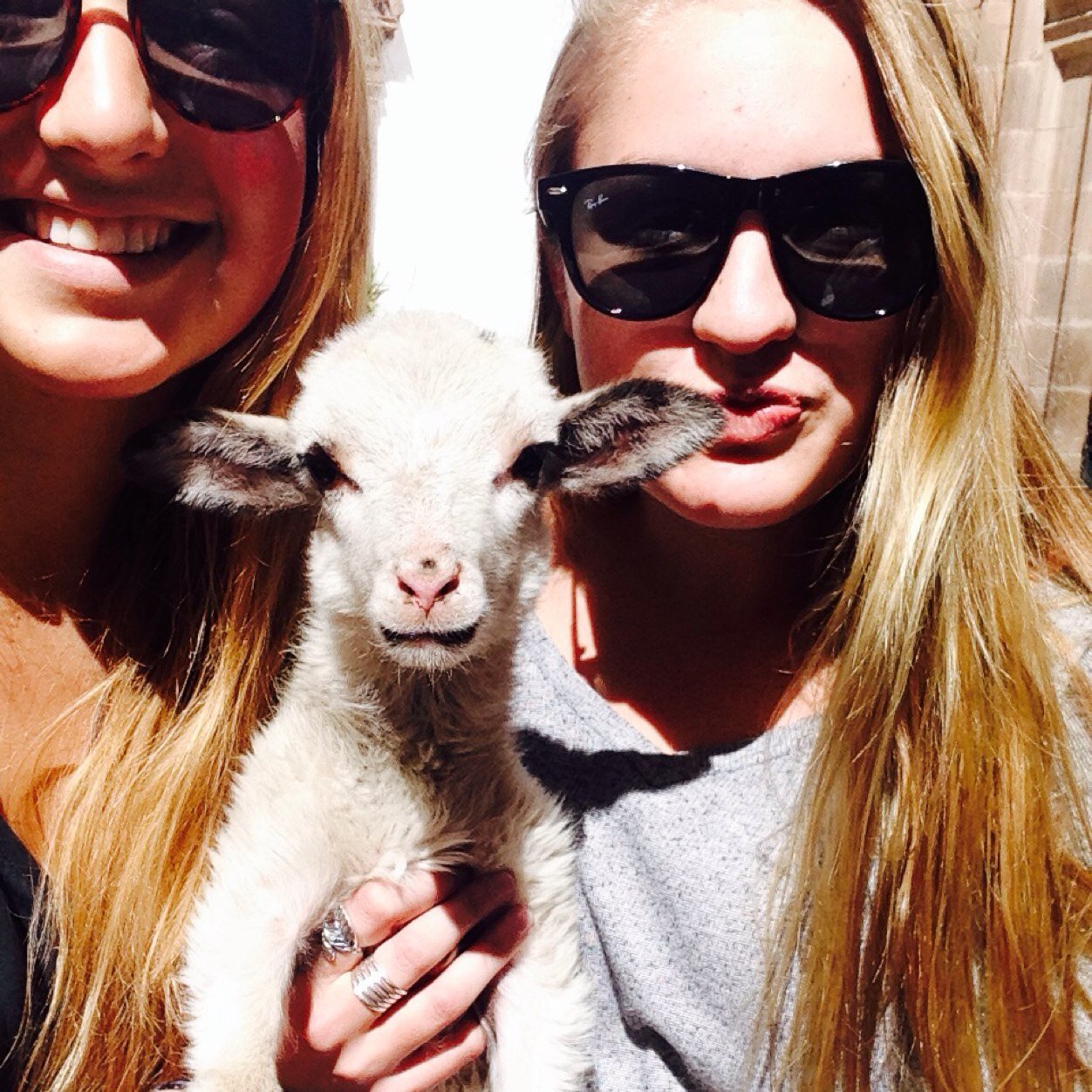 thenamesbrash's profile picture. there's a goat in that tree.