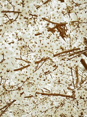 nihgbee0808's profile picture. femael*학생*FD