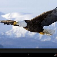 Dr Rami Almadhoun (@almadhounrami) Twitter profile photo