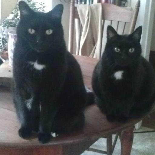 FromDeborah's profile picture. Animal advocate, artist, gardener, and avid reader