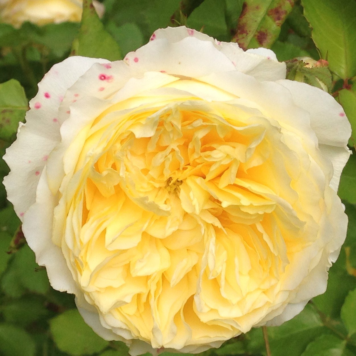 jaltaD's profile picture. 