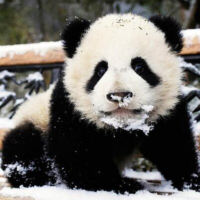 Cute Pandas! (@panda_heaven) | Twitter