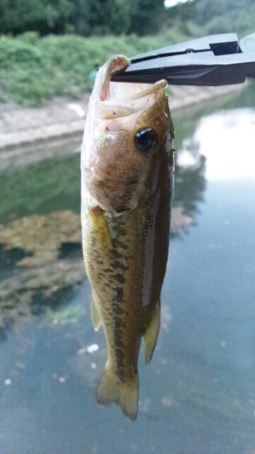 バス釣り大好きな中3です!気軽にフォローしてください!