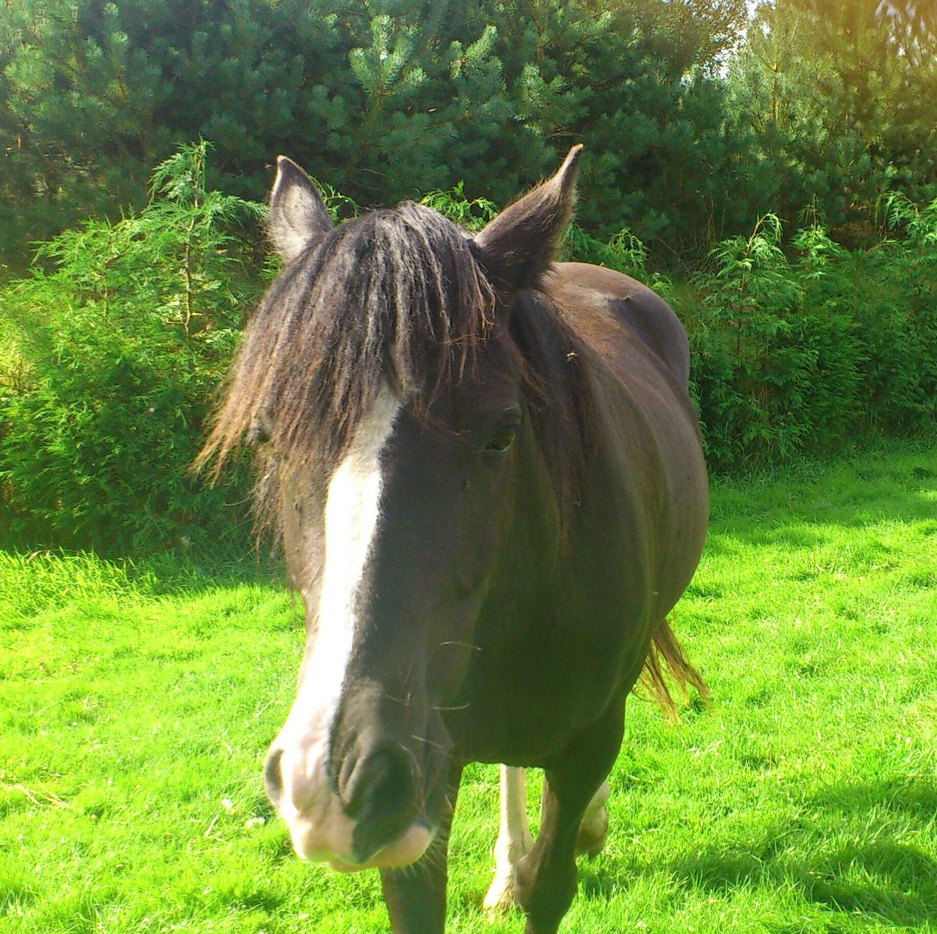 tonistevens20's profile picture. loves animals and nature