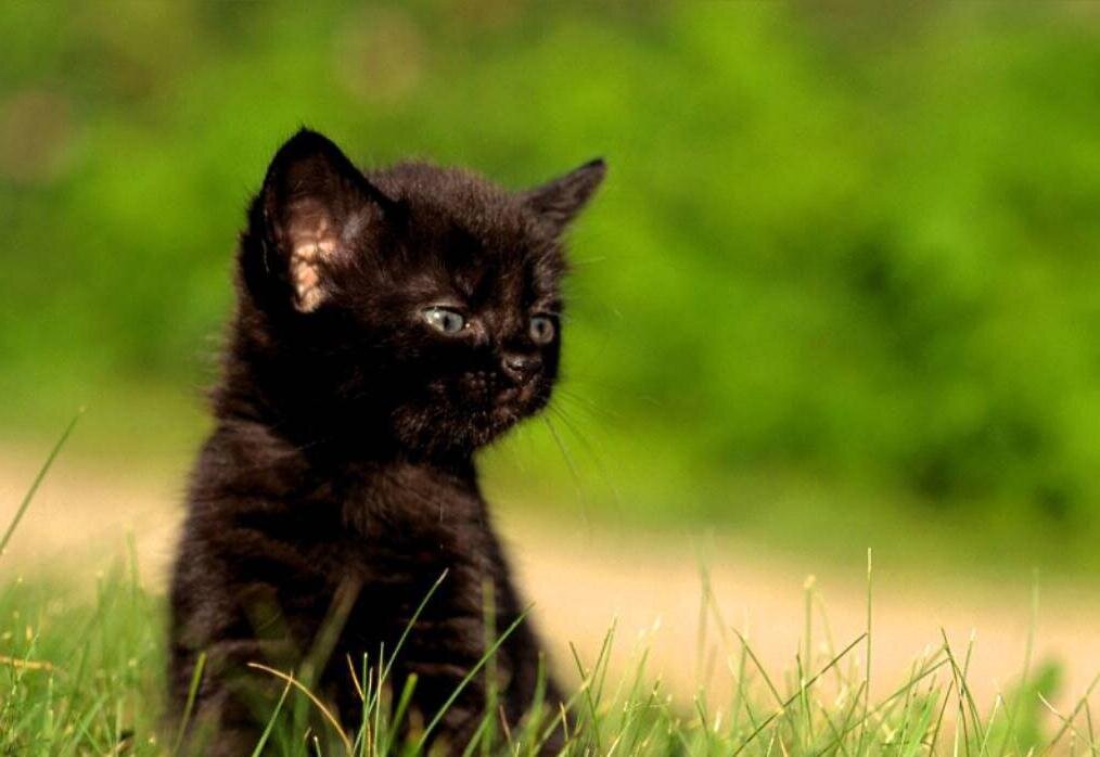 alsumilana's profile picture. 