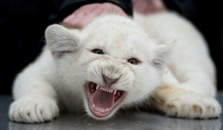 irabond76's profile picture. черное.