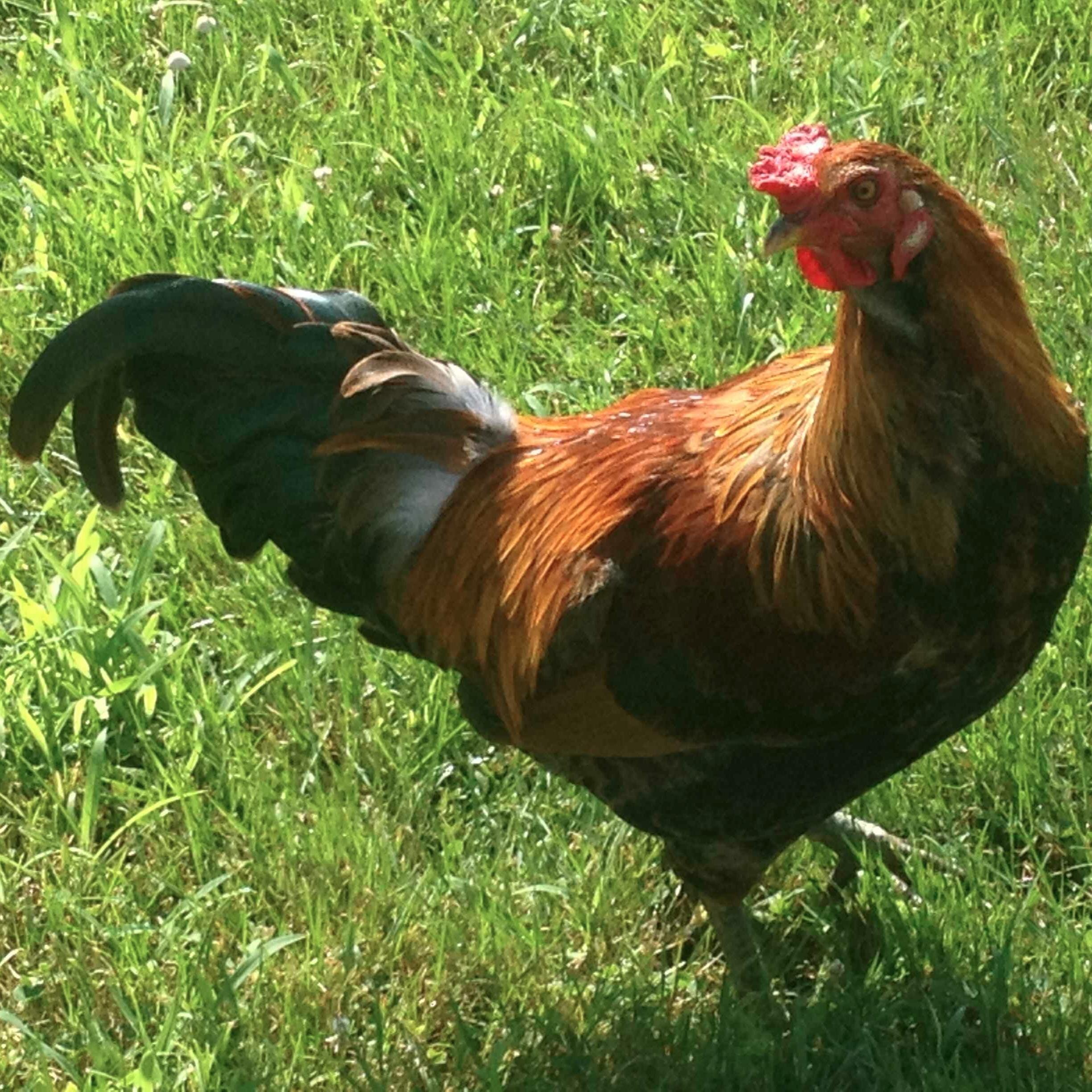 Homesteading farmer father geologist who loves to share all of these by teaching, blogging and having a wonderful life.