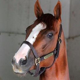 DerbySwag's profile picture. Triple Crown. Belmont Stakes 2014. #Chromieismyhomie First