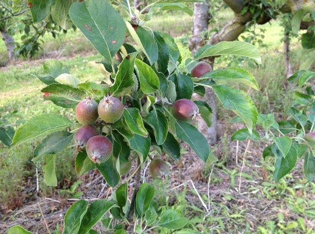 We are a commercial, family run fruit farm in Worcestershire, growing predominantly apples. Also market apples for other growers in the area to Morrisons plc.