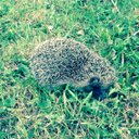 Rebecca Burchell - @Bh31Becky - Twitter