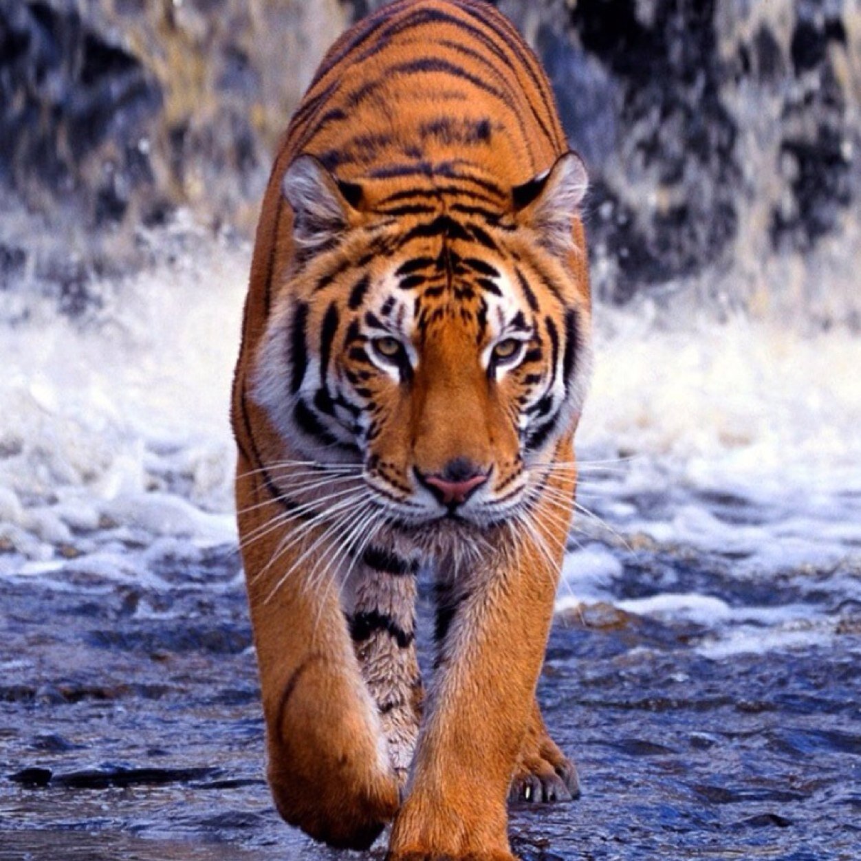 Adoro gatos, posso ser bem divertida. Pretendo ter muitos seguidores beijo beijo.