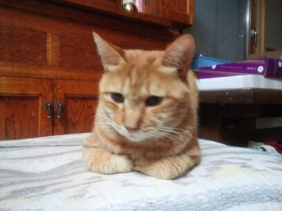 LUNA SEA箱推し28年目

好きな言葉は不労所得(非課税)

猫が人間の４倍居る家族構成

アベフトシってどうやったら召喚できます？チバも…あっちゃんも…

(´し｀BT(ｰ̀Ｌｰ́ (ΦωΦ('∀'( '灬' ☆)稚魚です🐟

DIRに転んだどうしよう🤣薫虜です💜
正式にラーになりました！🤡ジャーです！