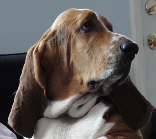 I'm a dog. But a surprisingly literate dog.