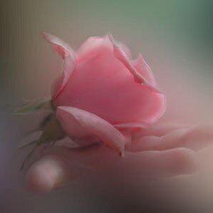 MarionJanaElina's profile picture. 