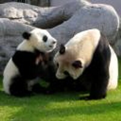ニコラス 鮭児 Yomoyamasaka Twitter