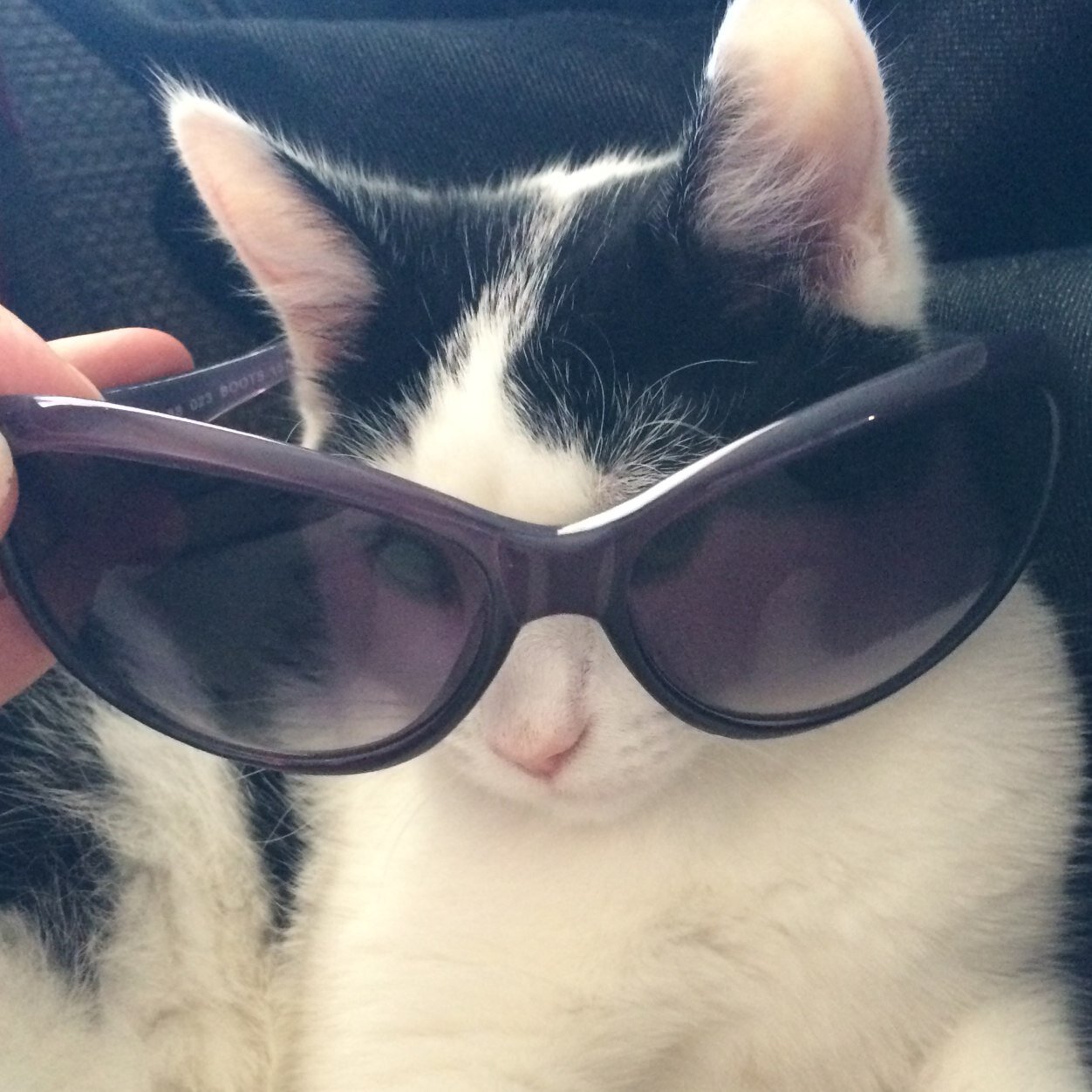 MissTynan's profile picture. Design and Technology teacher, lover of chocolate, owner of a small fluffy cat.