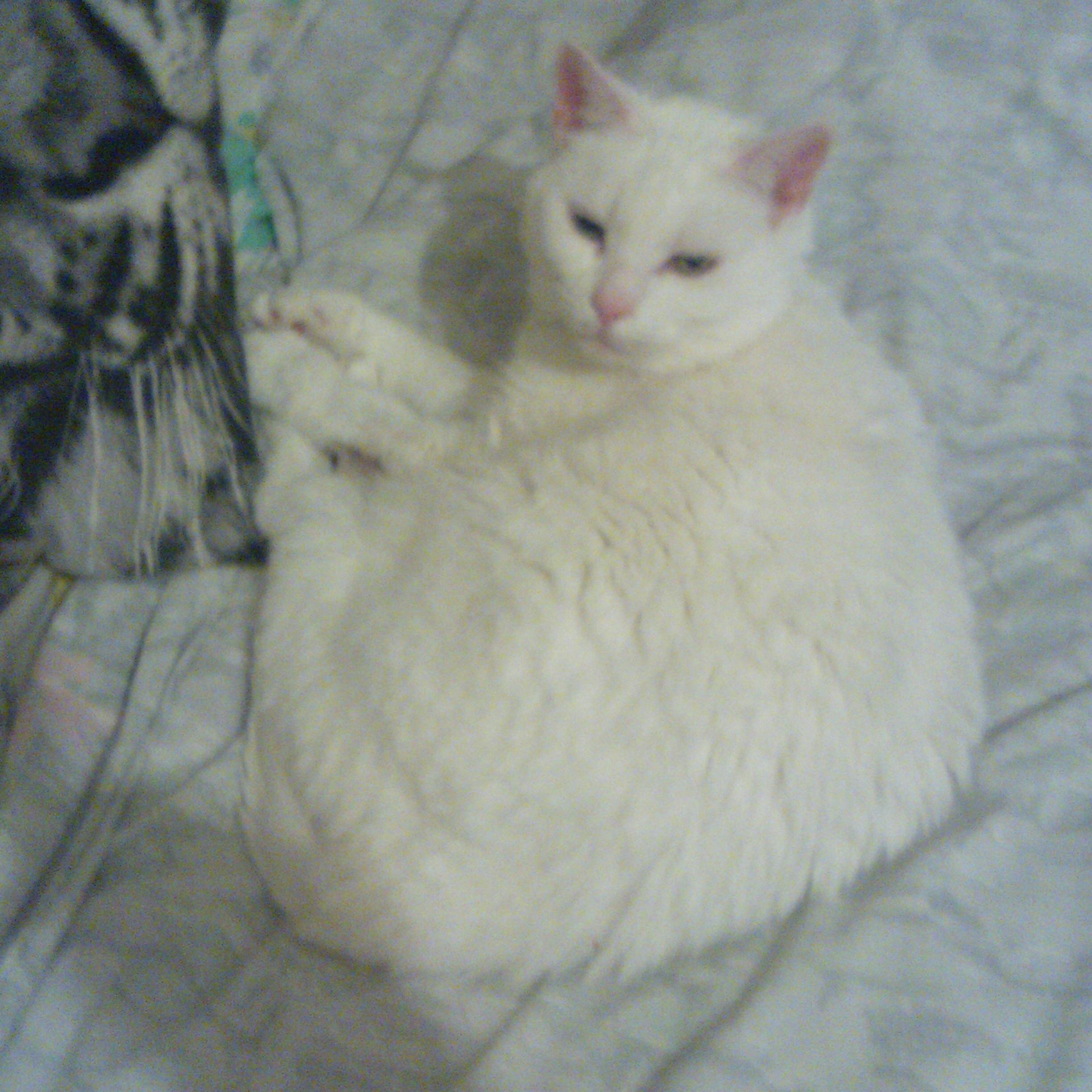 im now 45 yrs old, have 3 cats & an indian ringnecked parrot. i live 4 them. teko my parrot is 2 me semi tame she wont let me handle her will feed from my hand