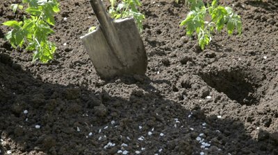 MazeyGardens's profile picture. 