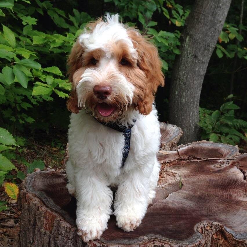 crazy4redwings's profile picture. 