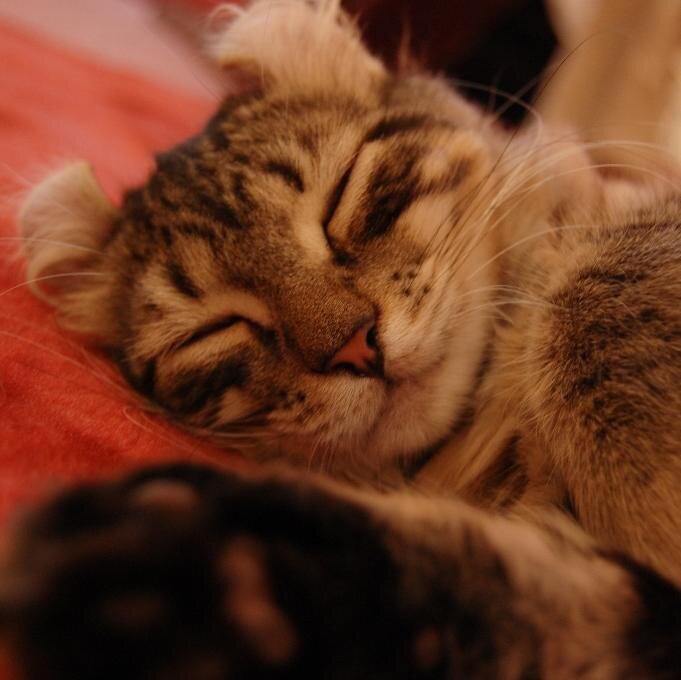 hayate0527's profile picture. 