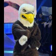 TheBaldEagleVW's profile picture. The official Twitter account for @VeillienFamily's mascot, The Bald Eagle!