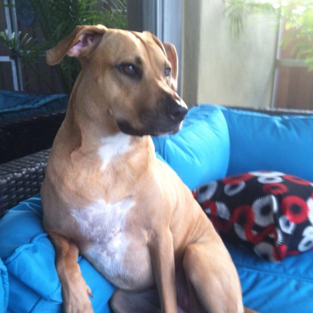 cvasq1178's profile picture. Love my dog. Waking up each day happy with my decisions.