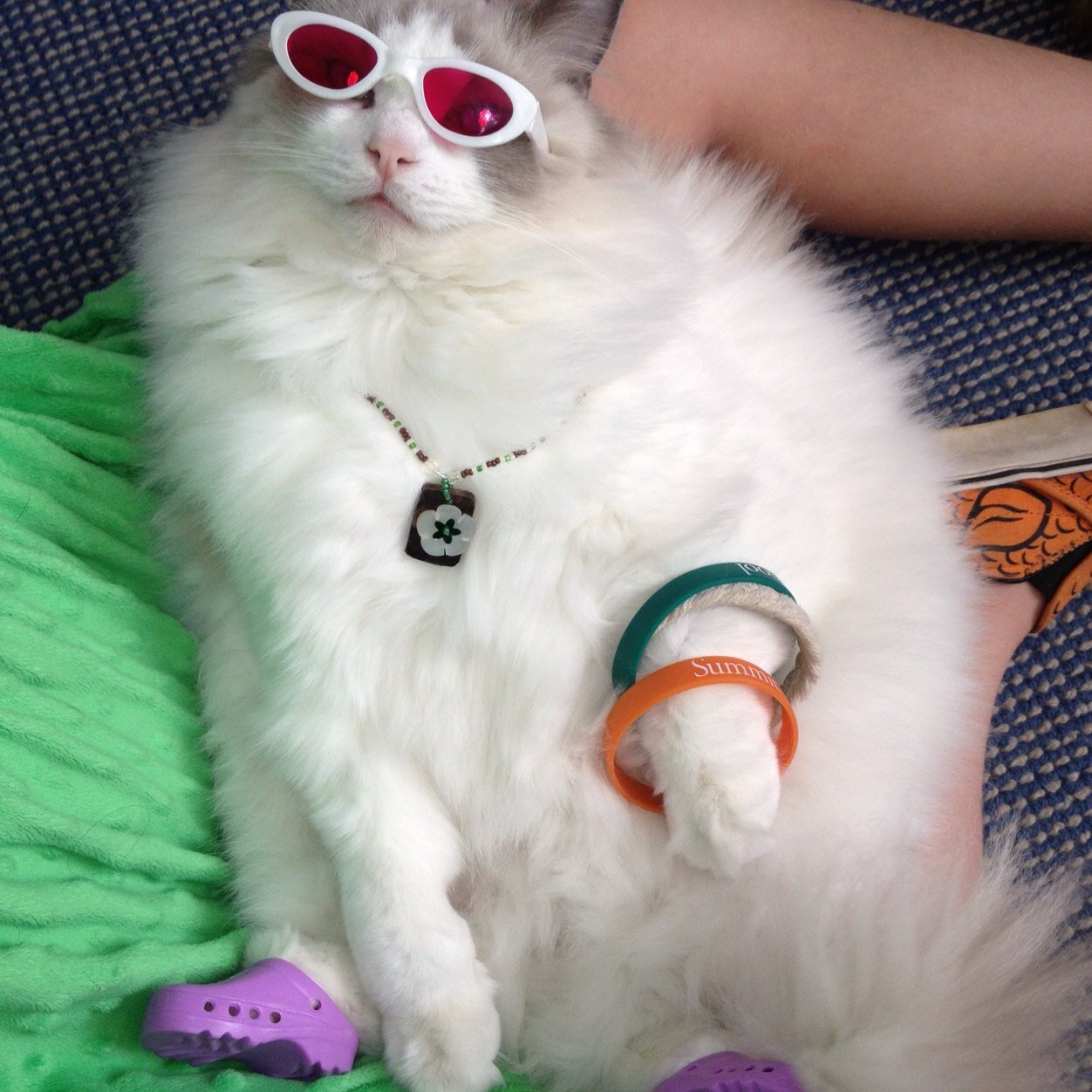 I'm a happy wife, Mom, Grandmommy, Christian, friend, animal lover, knitter, DIYer, gardener, reader and full-time staff to two gorgeous Ragdoll cats. Love it!