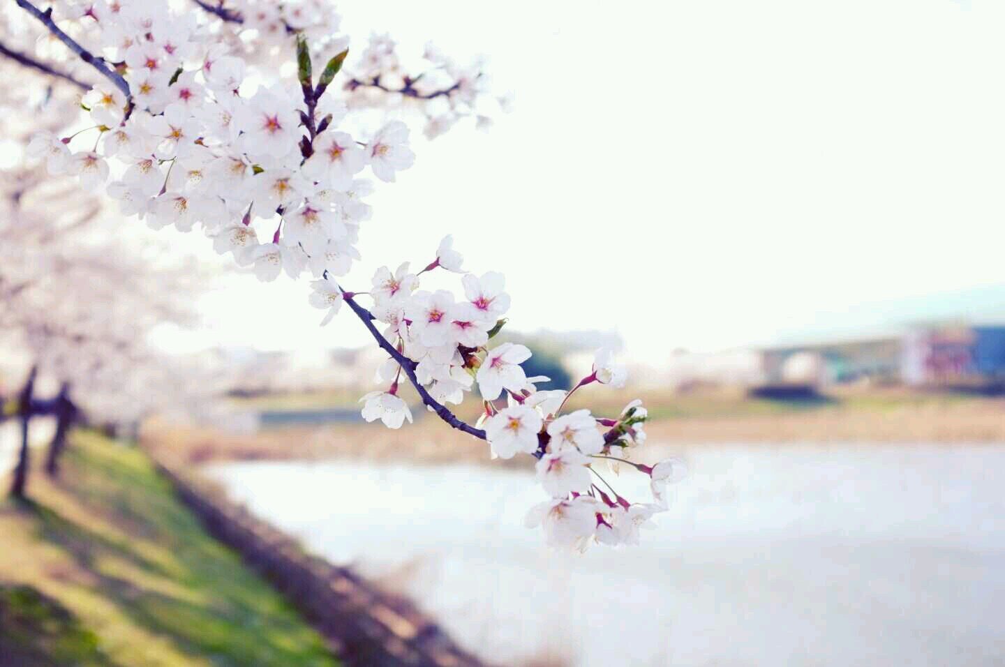 suyona788's profile picture. 