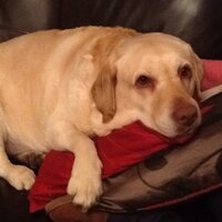 amanda slocombe (@amanda_slocombe) 's Twitter Profile