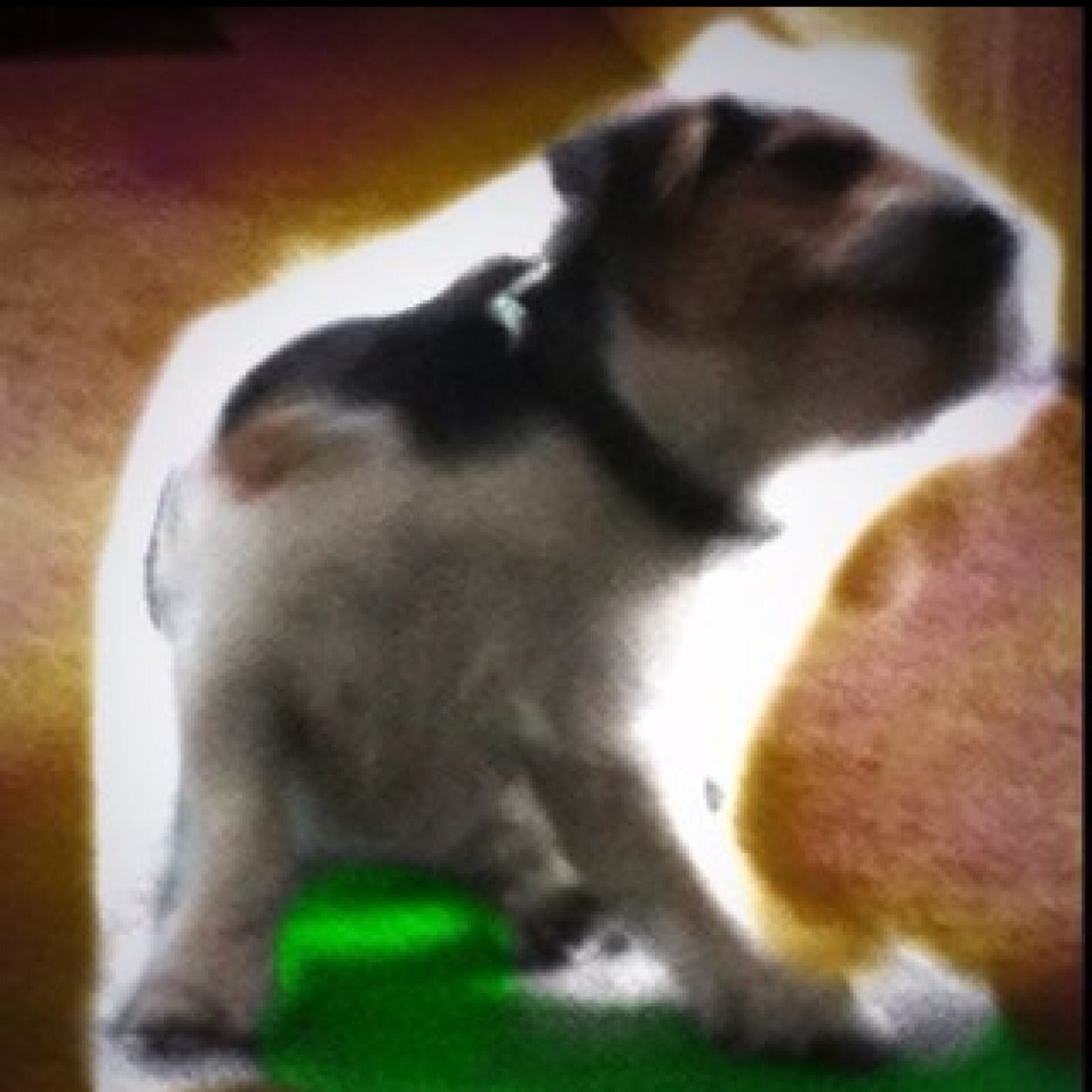 I'm a real hyper Jack Russell who Tweets about the life of a Dog! I spend most of my time annoying my Person - Sis