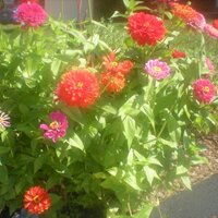 itsgardeningtime (@itsgardningtime) 's Twitter Profile Photo itsgardeningtime (@itsgardningtime) 's Twitter Profile Photo