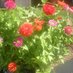 itsgardeningtime (@itsgardningtime) Twitter profile photo