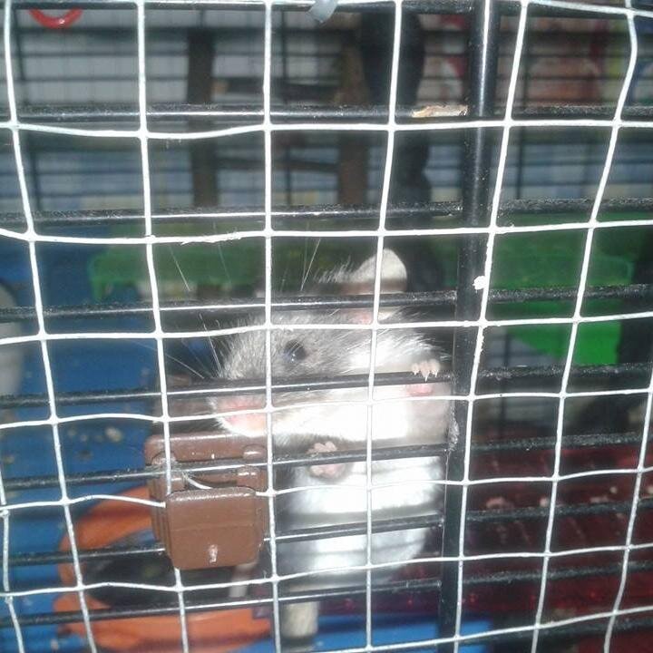 Vampire_Girl_3's profile picture. willkommen, welcome, välkommen :)