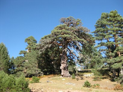 Aportando apoyo al sector forestal en general y a sus propietarios en particular.