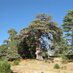 propietario forestal (@prop_forestal) Twitter profile photo
