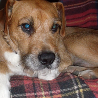 Paul Kavanagh (@weegingerdug) 's Twitter Profile