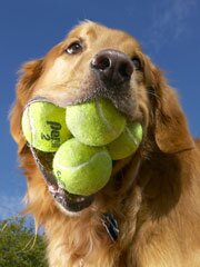 what us dogs really think of you humans