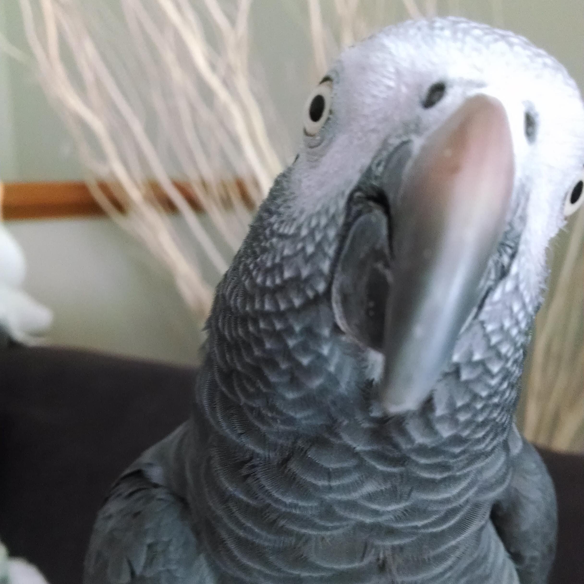 I'm a female African Grey Parrot whose sole purpose is to chat about life, entertainment, and ME! Mum types for me. We're attached at the hip!