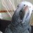 GorillaParrot's profile image