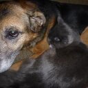 Jeffrey Brunner - @Pascu_al - Twitter