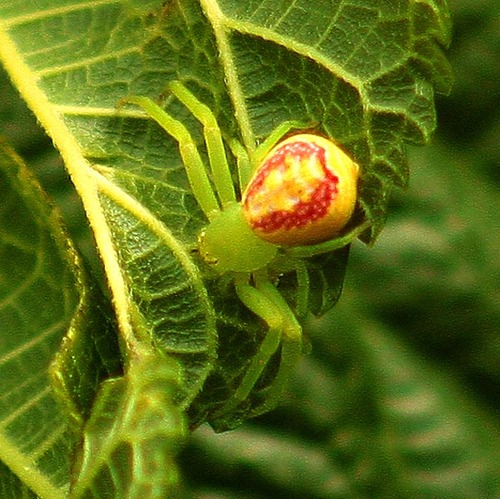 gustavobermudes's profile picture. 