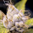 Jane Kush - @janekushluv - Twitter