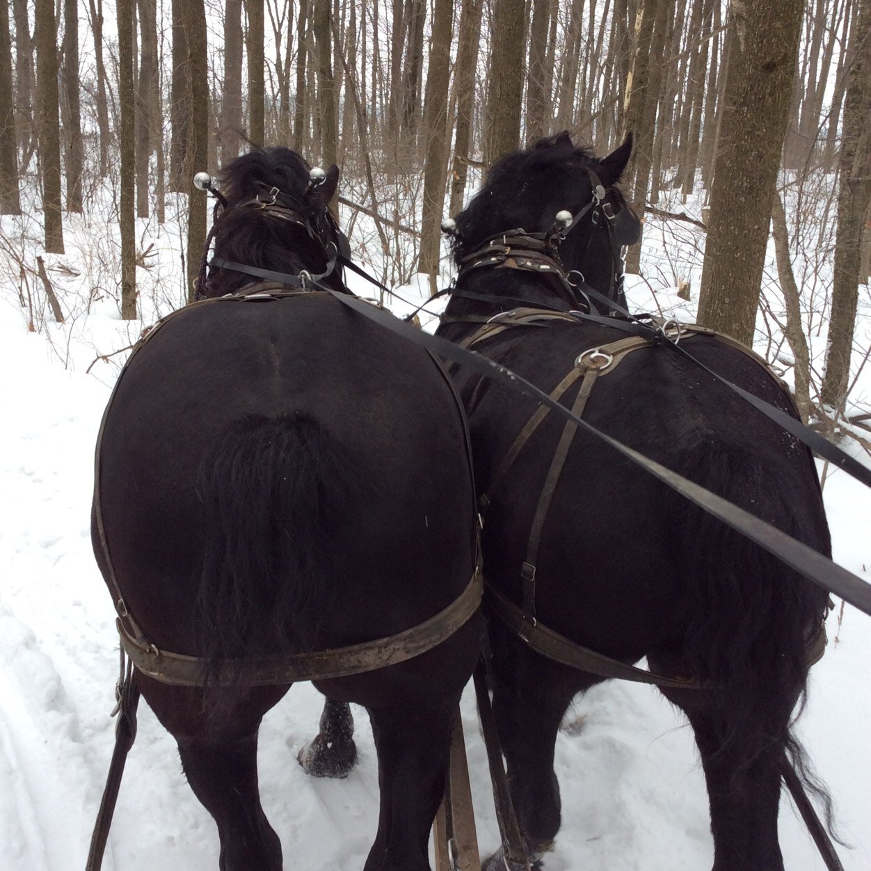 DekroonTony's profile picture. 