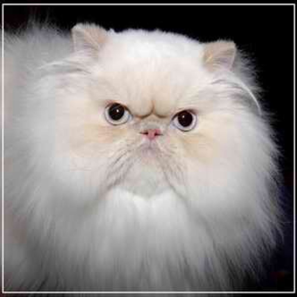 brewerovscat's profile picture. Маркиза питерской оппозиции